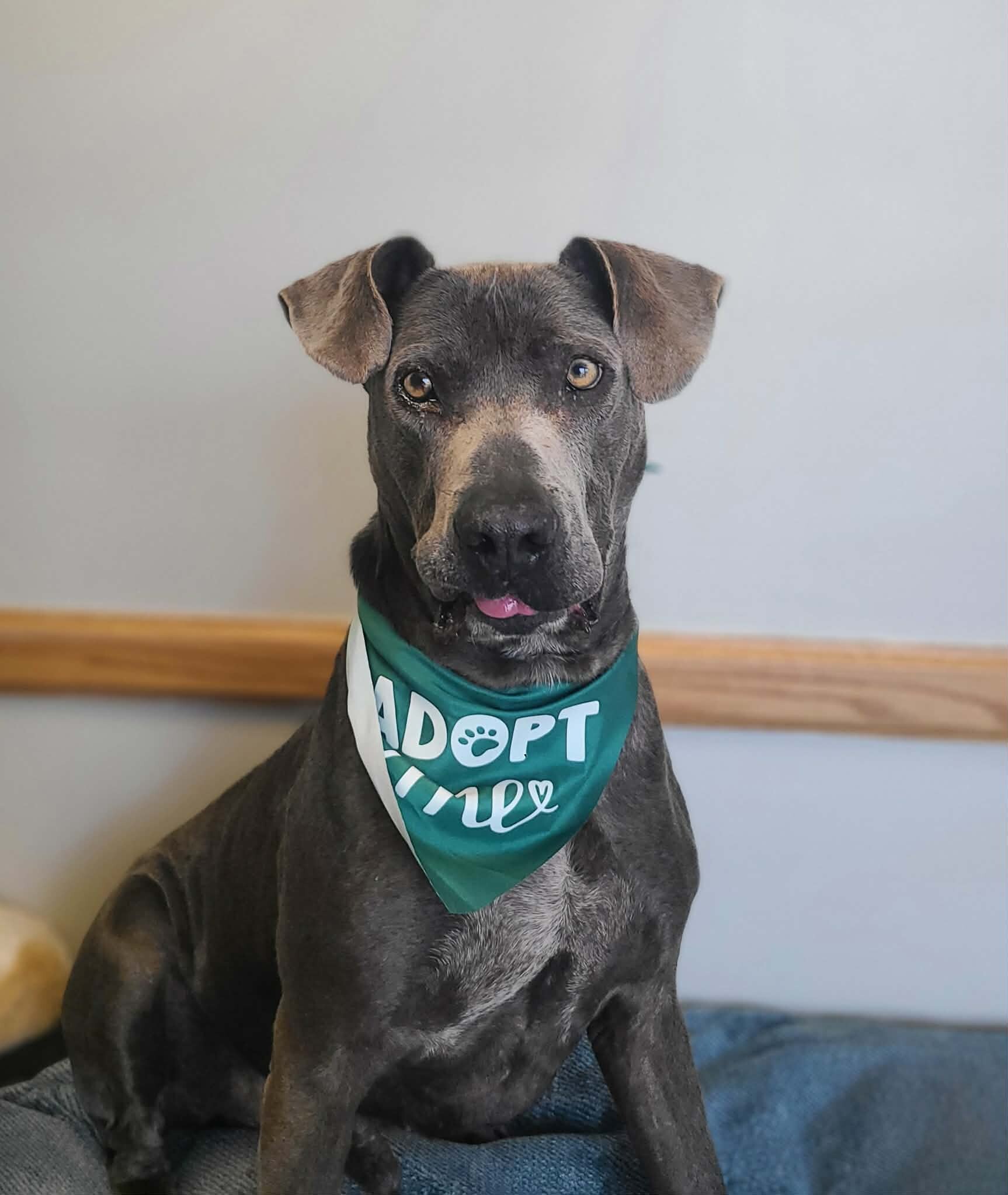 Picture of the Animal Listed